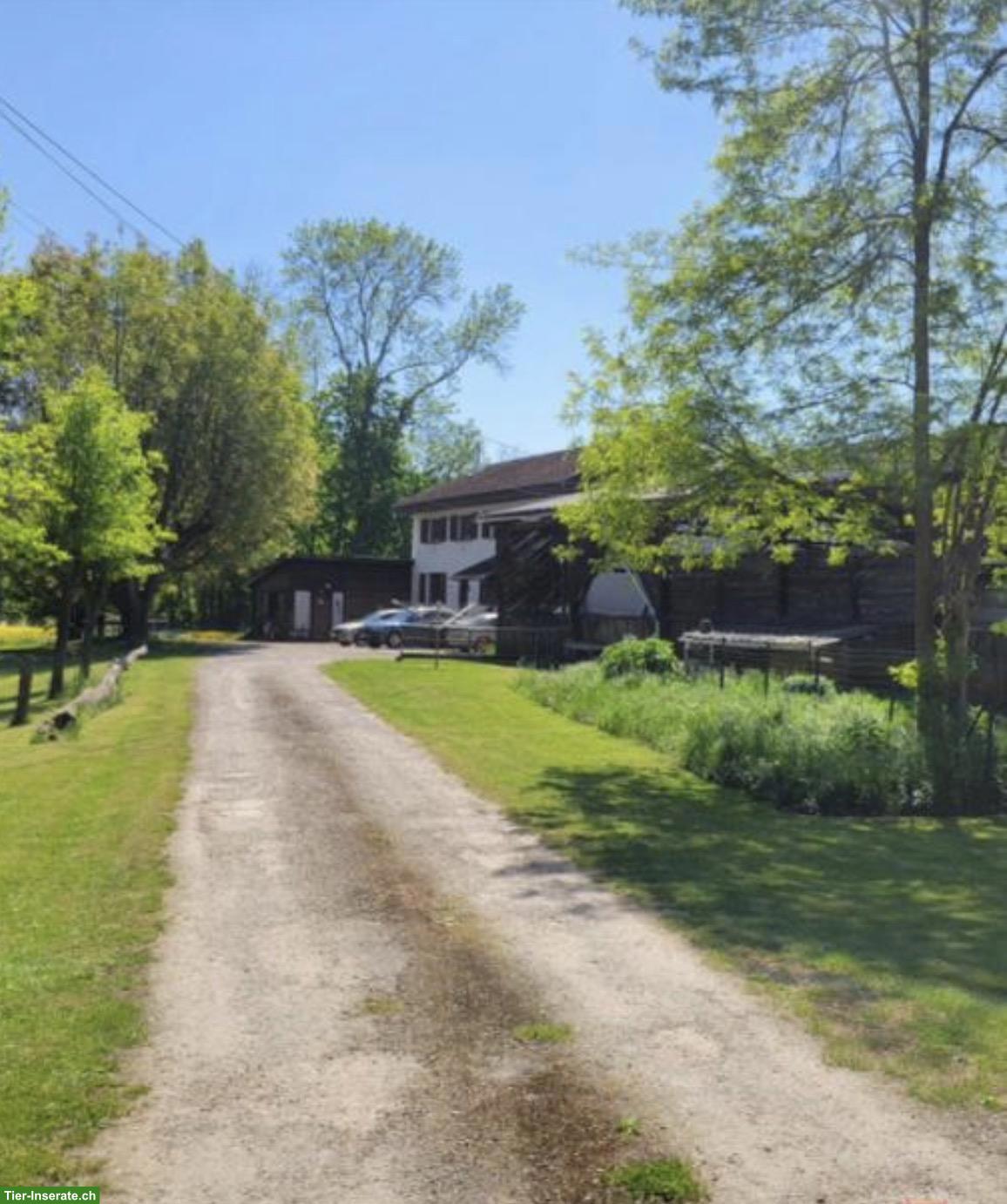 Bild 7: 10 Zimmer Wohnhaus im Elsass (Colmar) zu verkaufen
