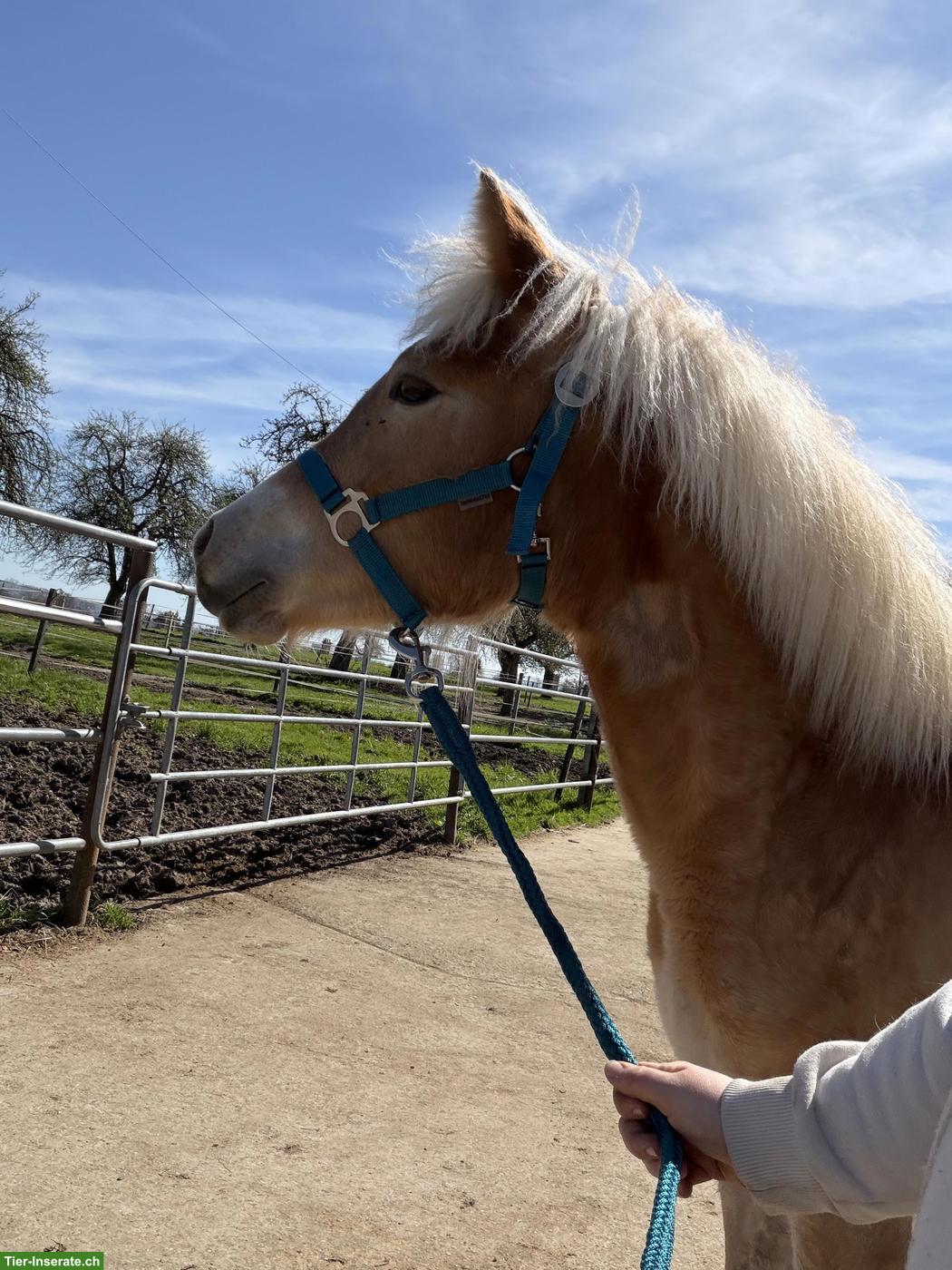 Zuckersüsse Haflinger Stute