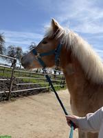 Zuckersüsse Haflinger Stute
