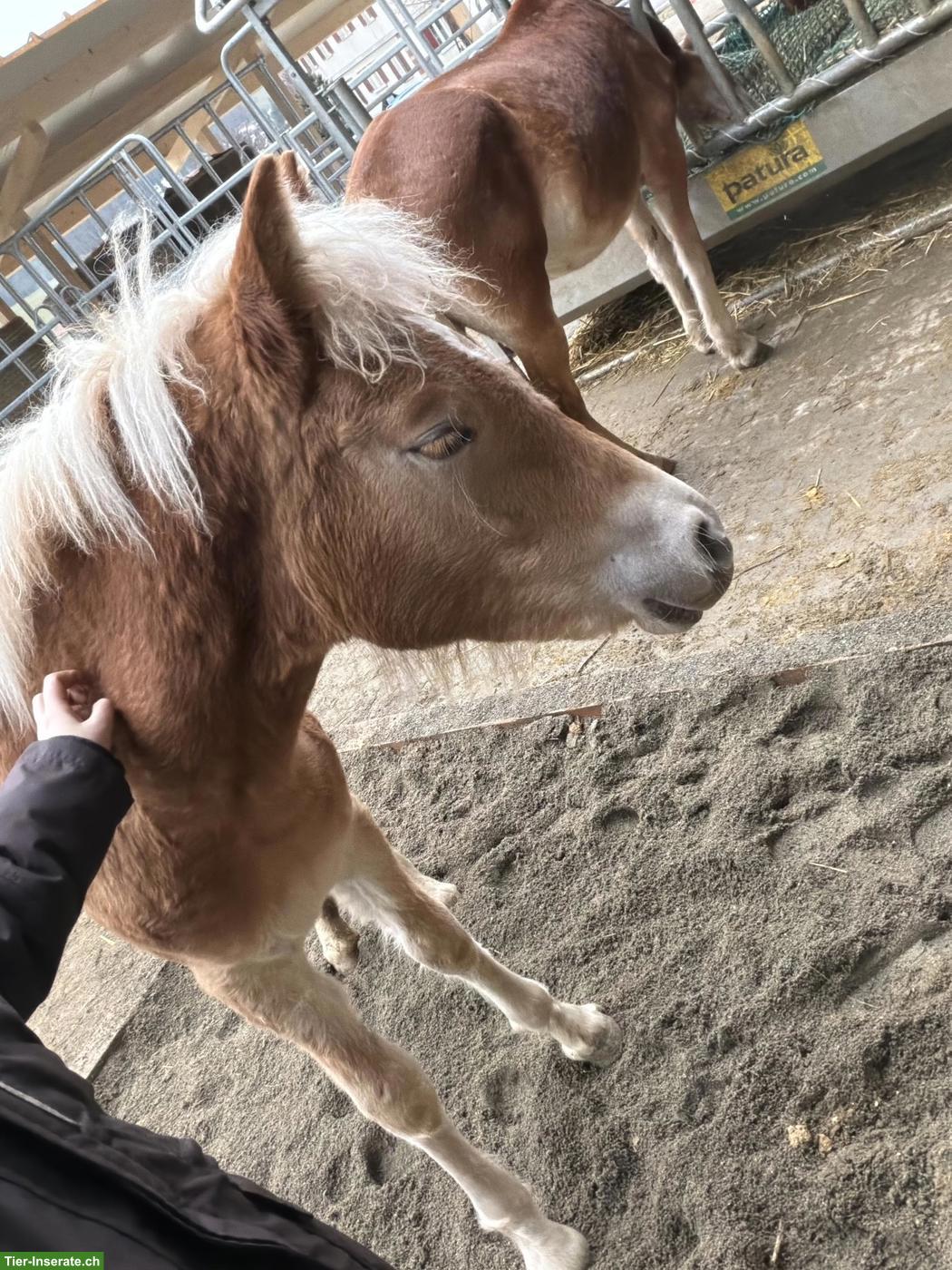 Bild 2: Zuckersüsse Haflinger Stute