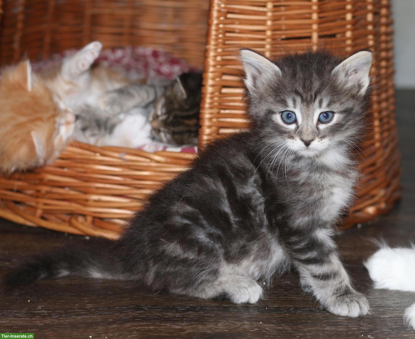 Norwegische Waldkatze Kitten, wunderschöne kleine Waldtrolle