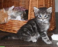 Norwegische Waldkatze Kitten, wunderschöne kleine Waldtrolle