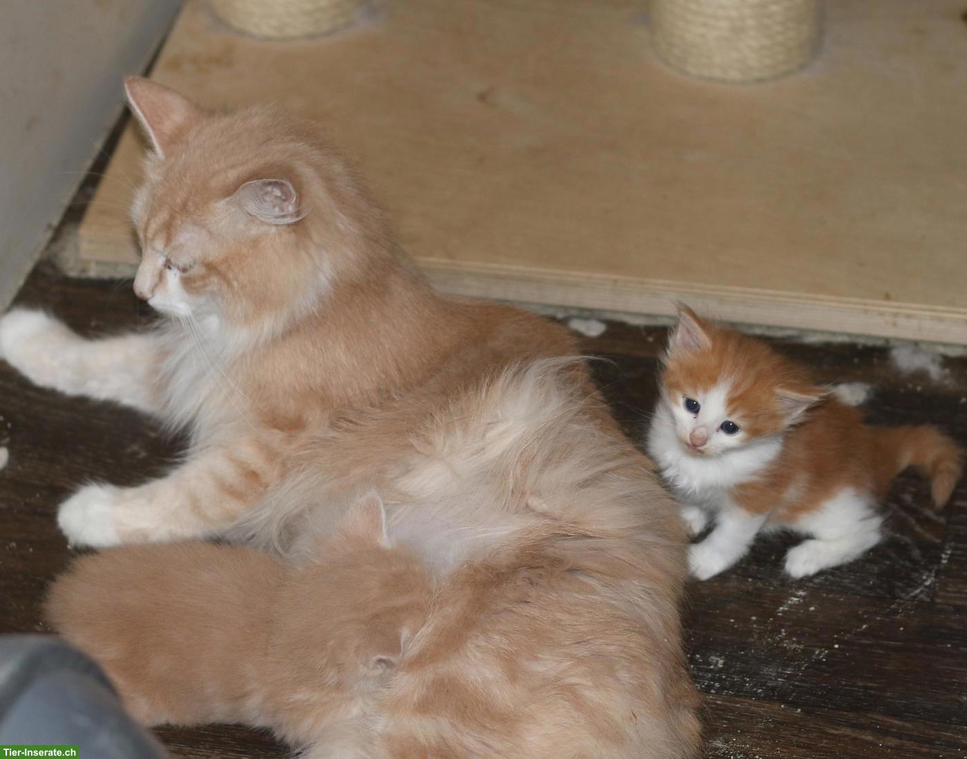 Bild 10: Norwegische Waldkatze Kitten, wunderschöne kleine Waldtrolle