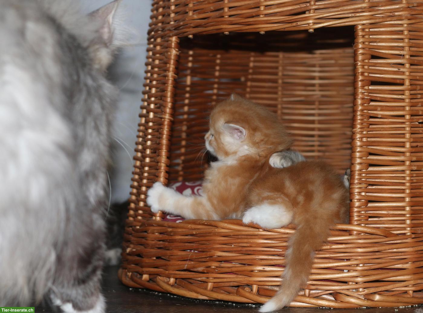 Bild 2: Norwegische Waldkatze Kitten, wunderschöne kleine Waldtrolle