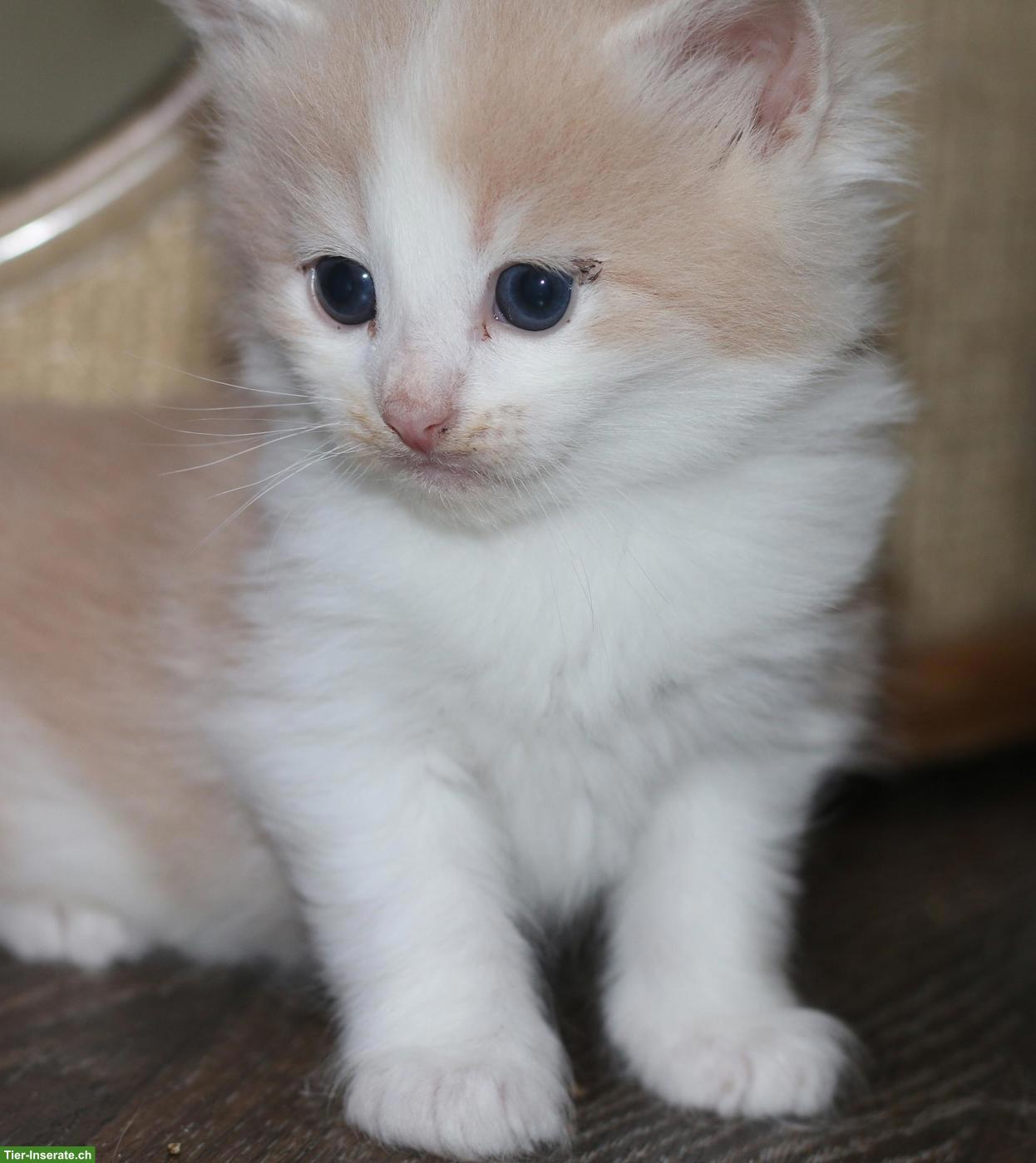 Bild 3: Norwegische Waldkatze Kitten, wunderschöne kleine Waldtrolle