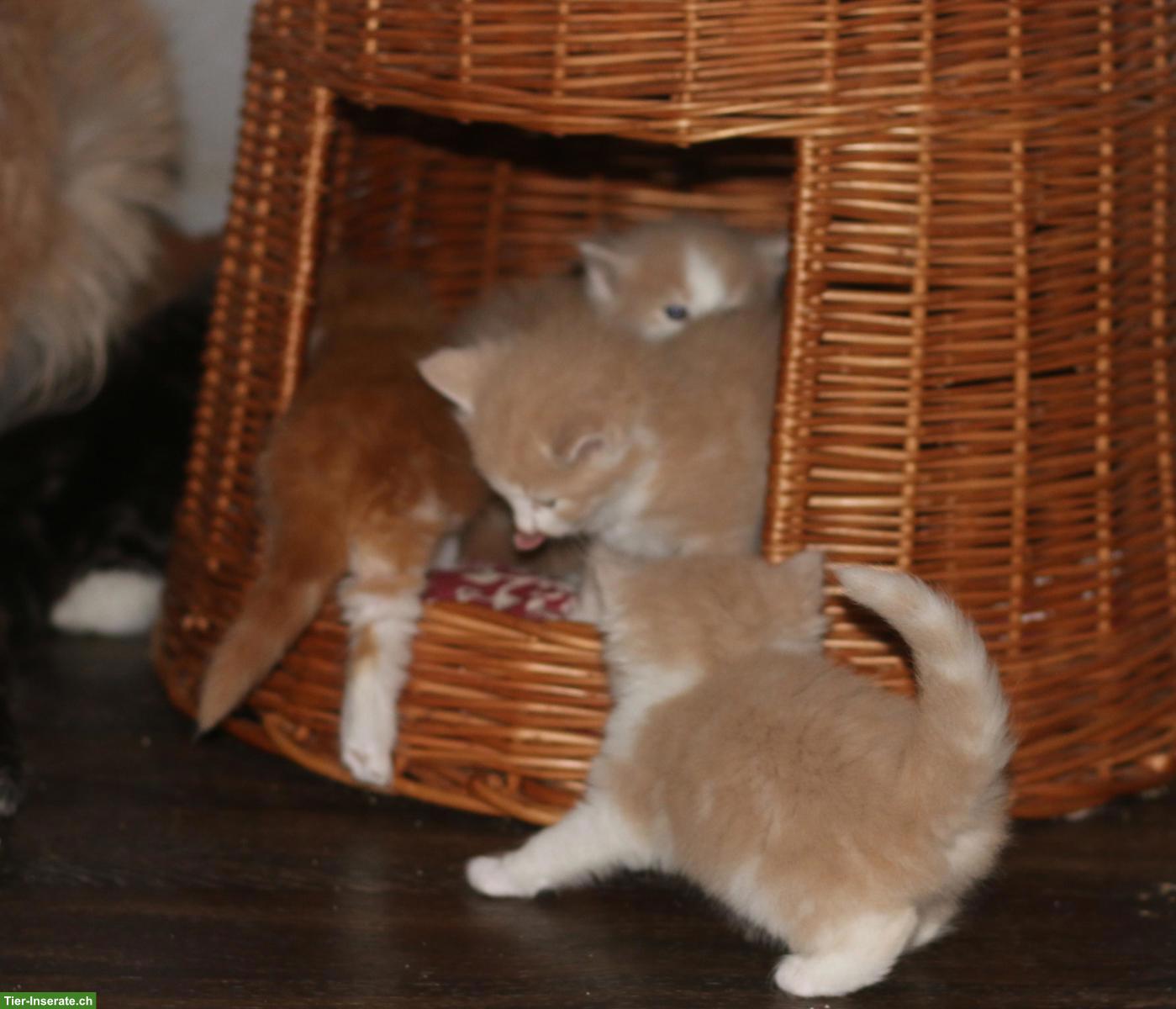 Bild 4: Norwegische Waldkatze Kitten, wunderschöne kleine Waldtrolle