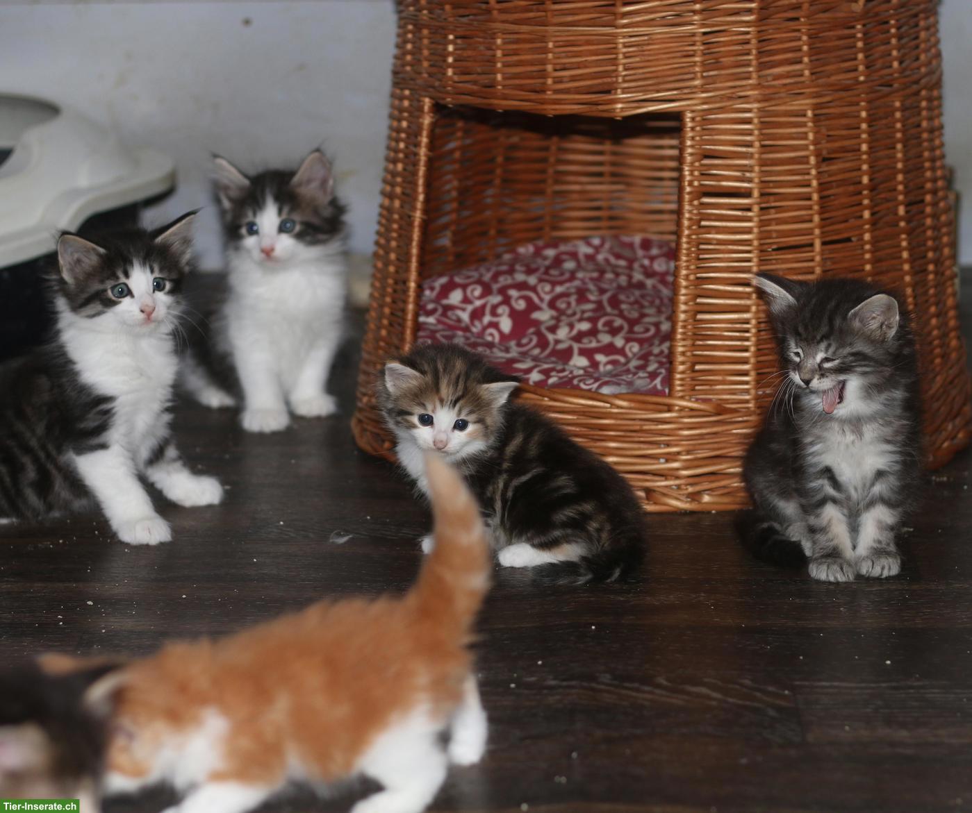 Bild 5: Norwegische Waldkatze Kitten, wunderschöne kleine Waldtrolle
