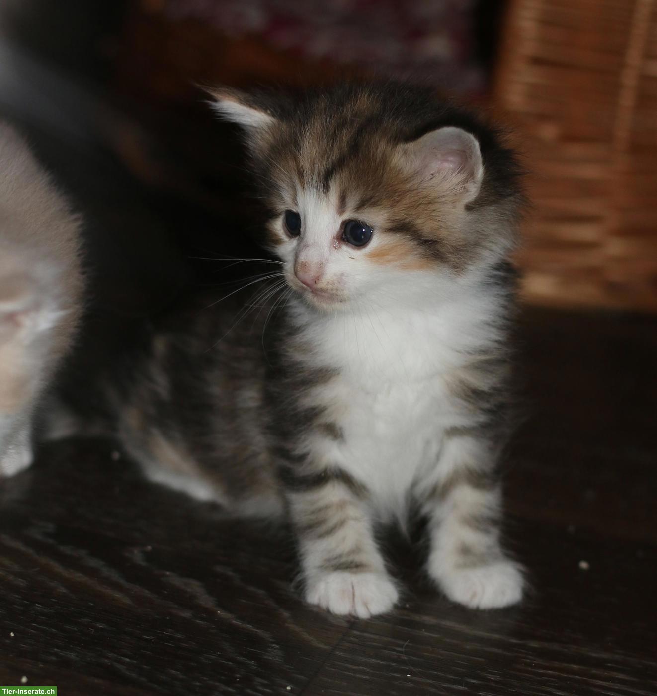 Bild 6: Norwegische Waldkatze Kitten, wunderschöne kleine Waldtrolle
