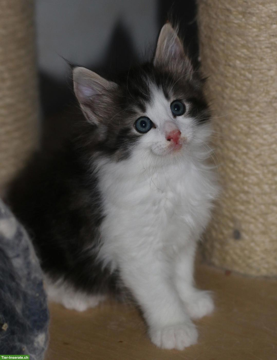Bild 7: Norwegische Waldkatze Kitten, wunderschöne kleine Waldtrolle