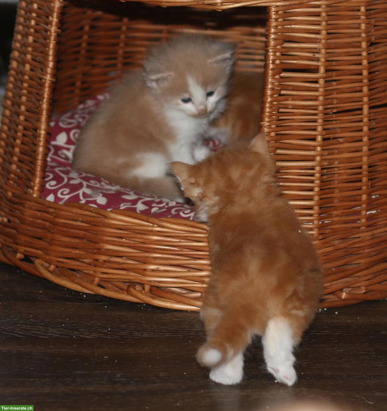 Bild 8: Norwegische Waldkatze Kitten, wunderschöne kleine Waldtrolle