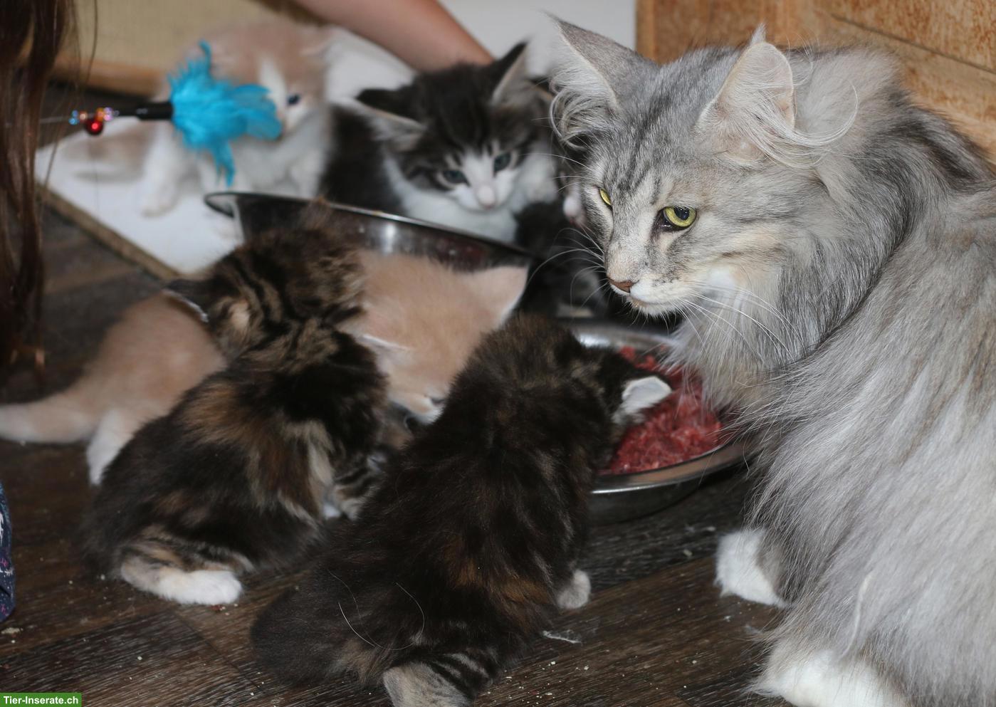 Bild 9: Norwegische Waldkatze Kitten, wunderschöne kleine Waldtrolle