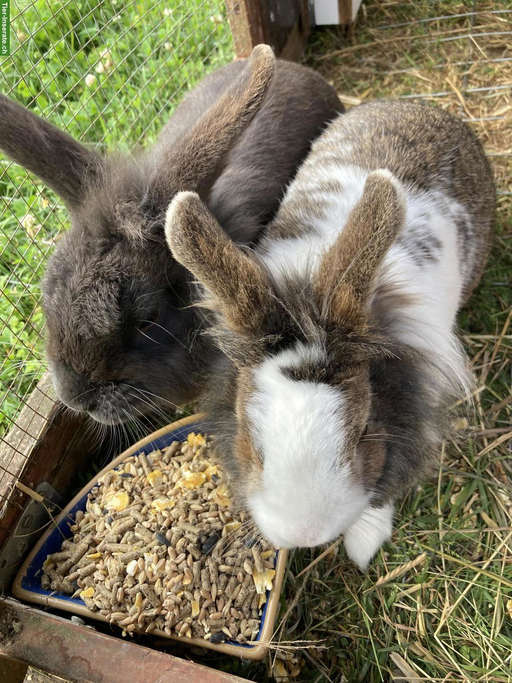 2 Zwergkaninchen abzugeben