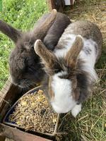 2 Zwergkaninchen abzugeben