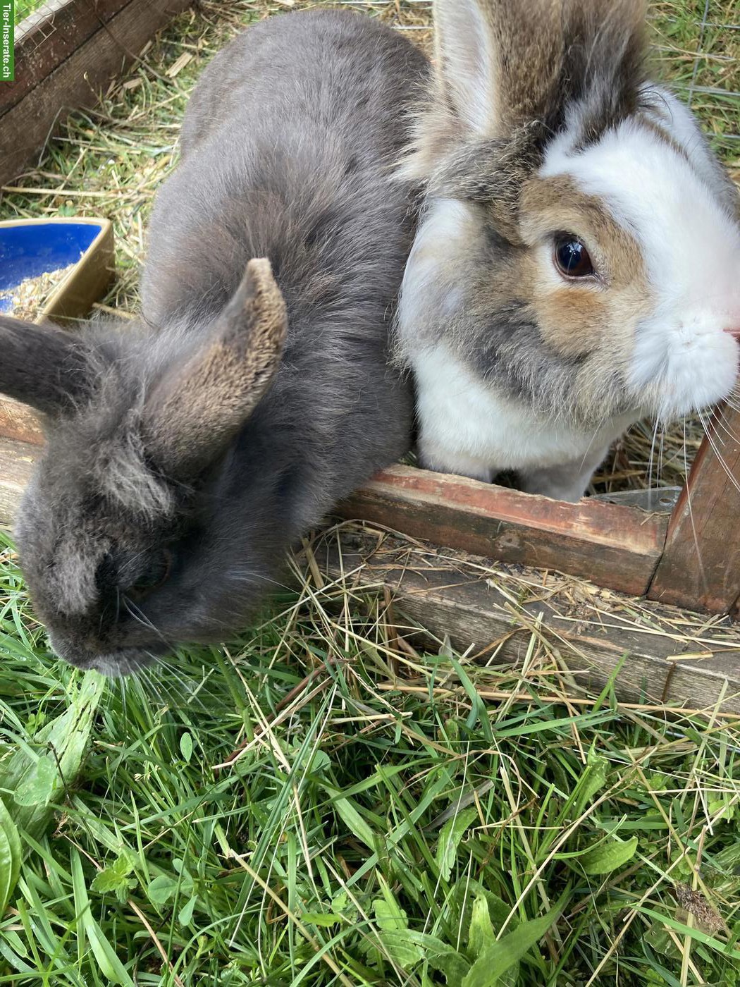 Bild 3: 2 Zwergkaninchen abzugeben