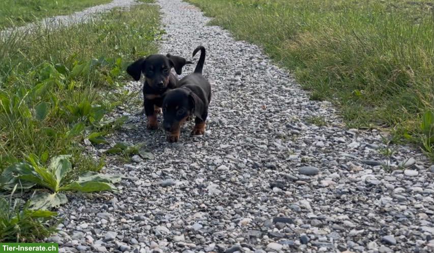 Bild 2: Süsse Zwergdackel Welpen, weiblich