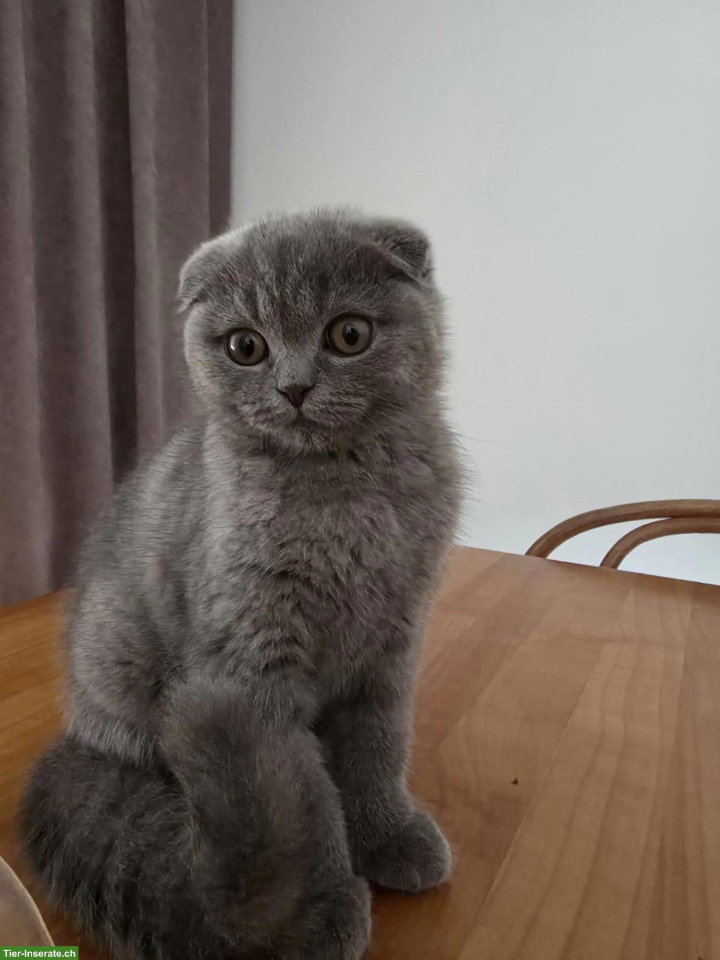 BKH Katzen Mädchen abzugeben