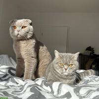 BKH Katzen Mädchen abzugeben