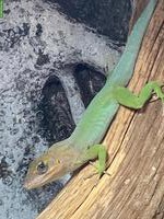 1.1 Anolis marmoratus marmoratus, Nachzucht 2025