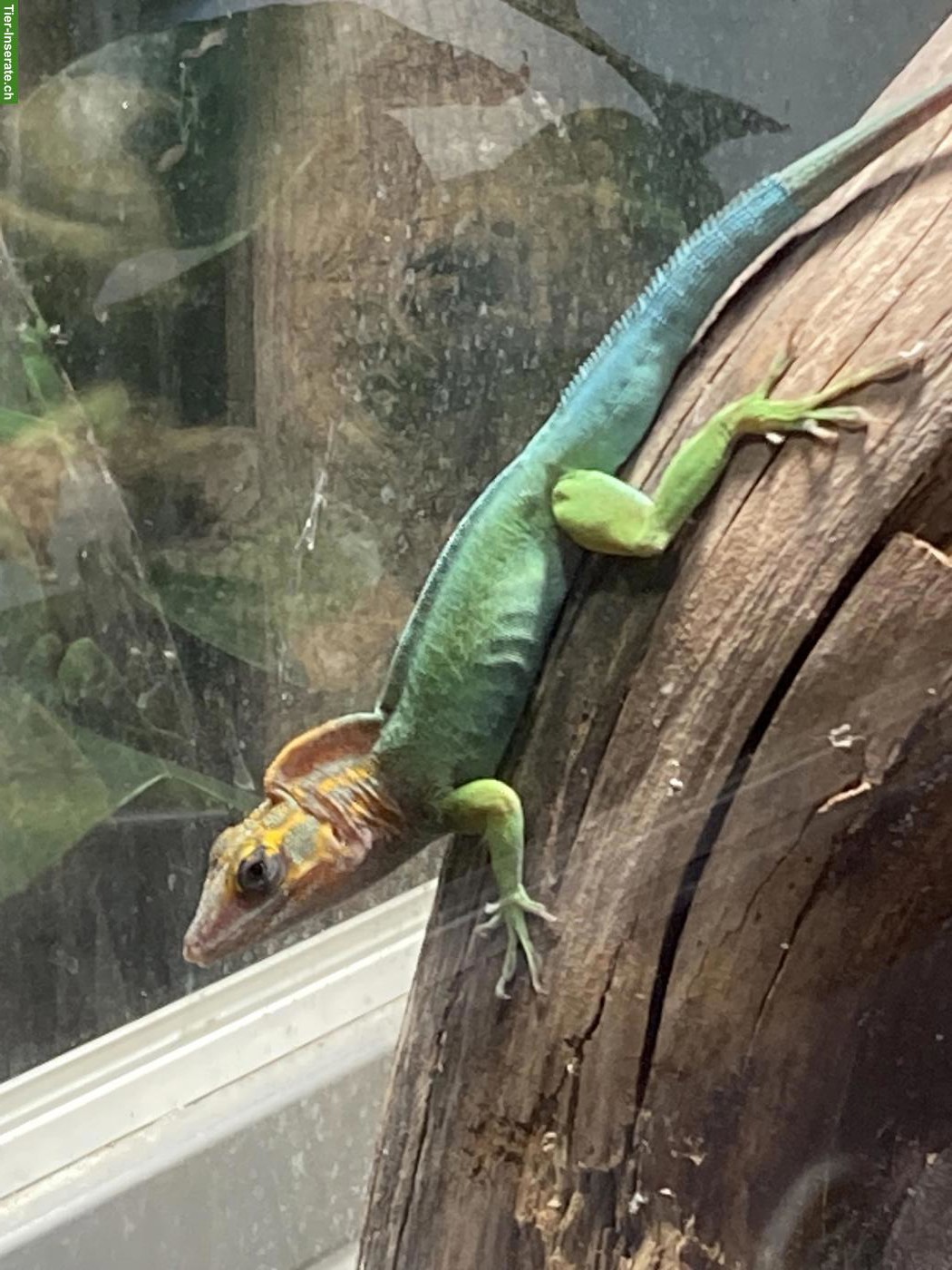 Bild 2: 1.1 Anolis marmoratus marmoratus, Nachzucht 2025