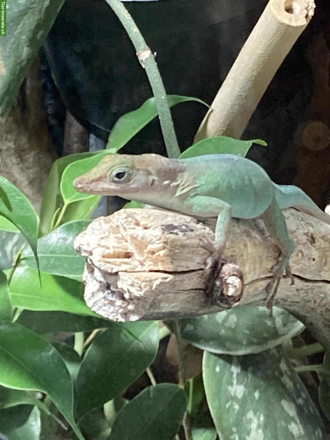 Bild 3: 1.1 Anolis marmoratus marmoratus, Nachzucht 2025