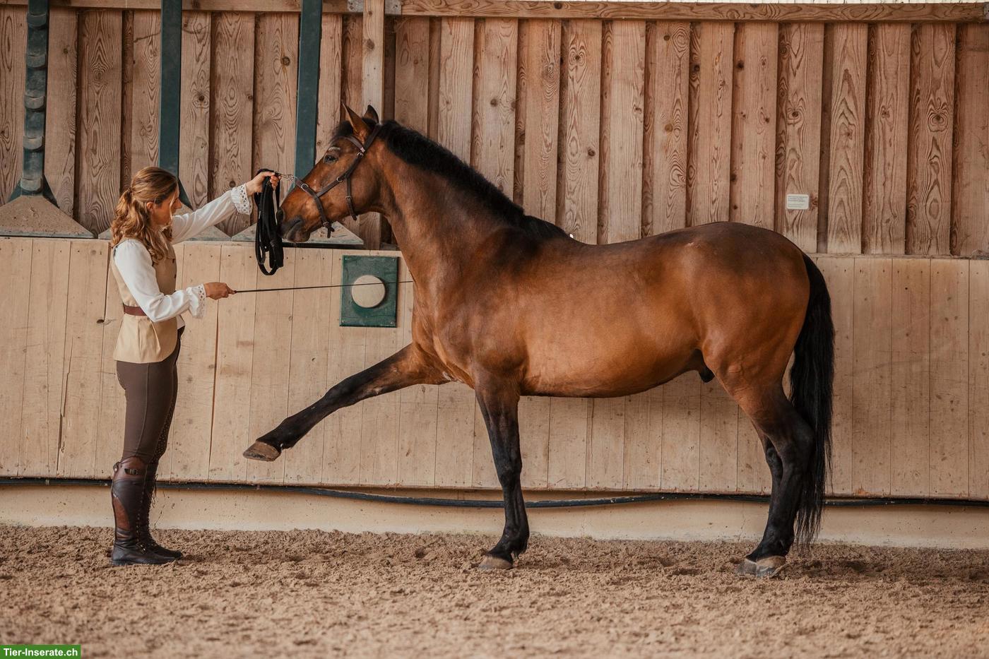 Bild 3: Mobiler Reitunterricht & Beritt in der akademischen Reitkunst