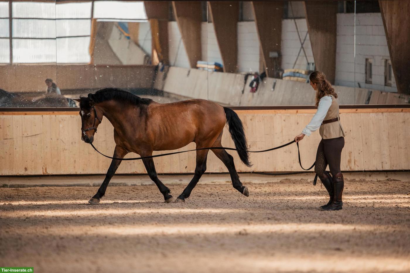 Bild 4: Mobiler Reitunterricht & Beritt in der akademischen Reitkunst