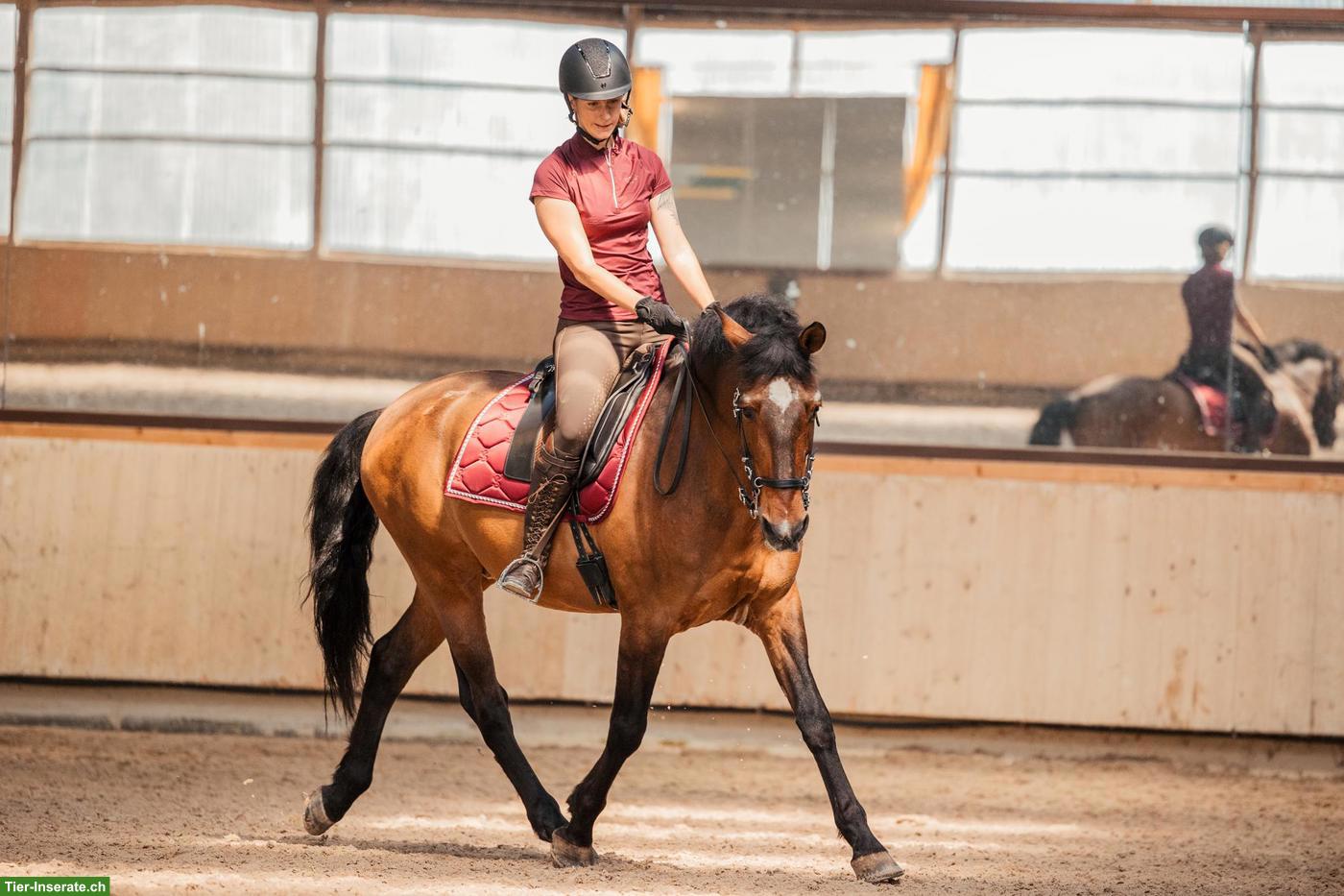 Bild 5: Mobiler Reitunterricht & Beritt in der akademischen Reitkunst