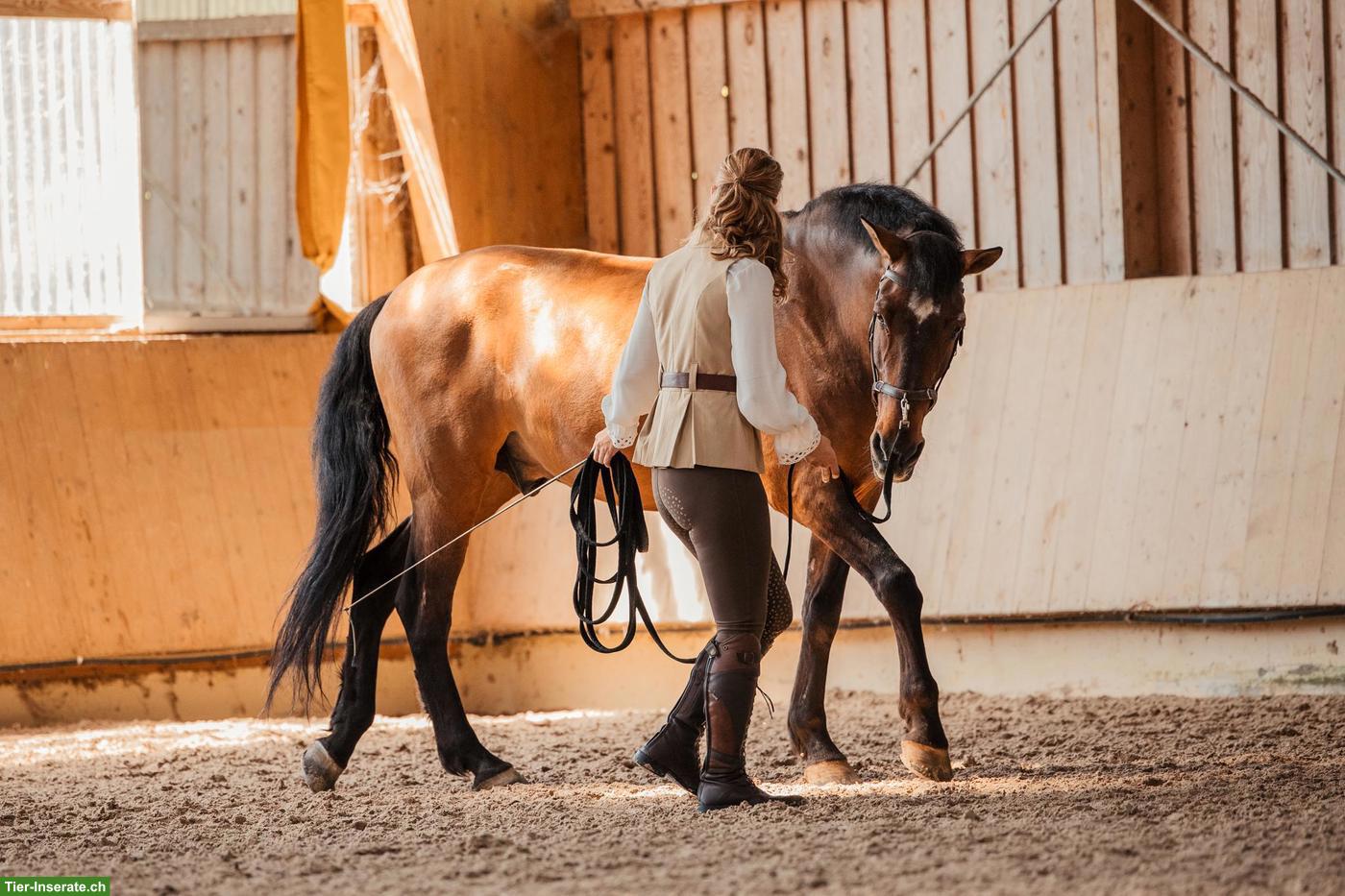 Bild 6: Mobiler Reitunterricht & Beritt in der akademischen Reitkunst