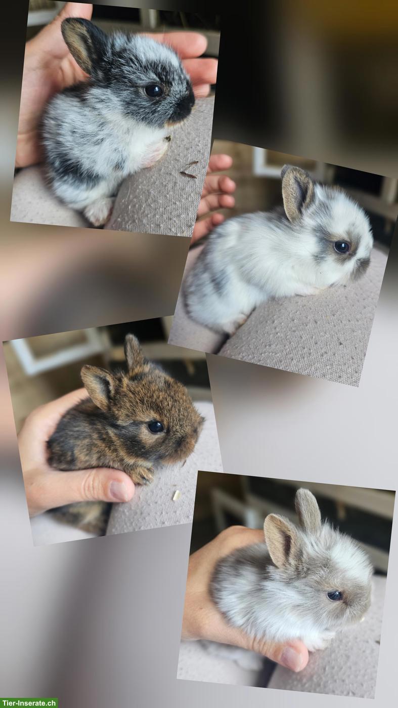 Junge Zwergkaninchen Babys suchen Zuhause