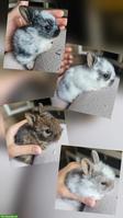Junge Zwergkaninchen Babys suchen Zuhause