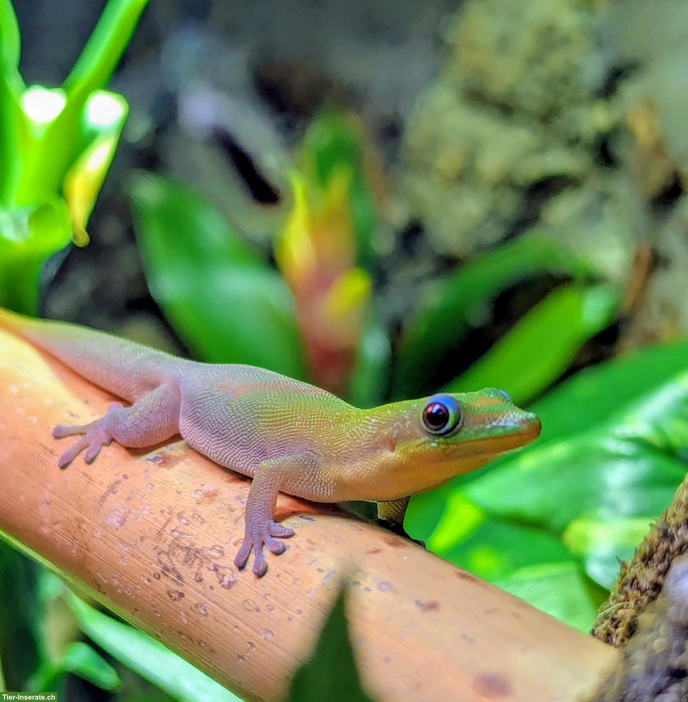 Goldstaub-Taggeckos (Phelsuma laticauda angularis) Nachzuchten
