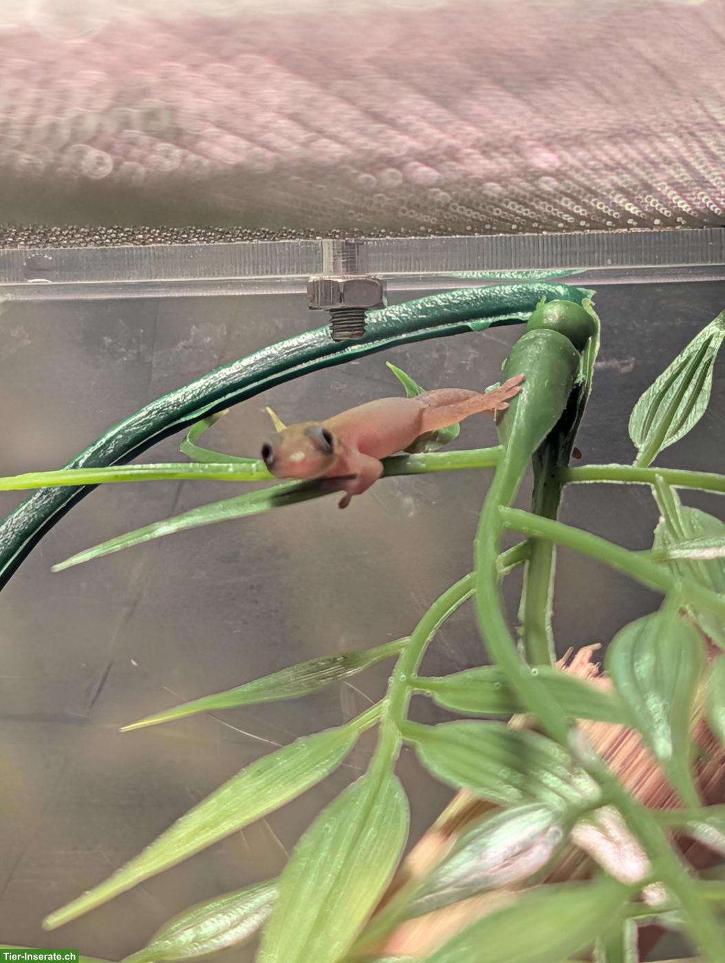 Bild 2: Goldstaub-Taggeckos (Phelsuma laticauda angularis) Nachzuchten