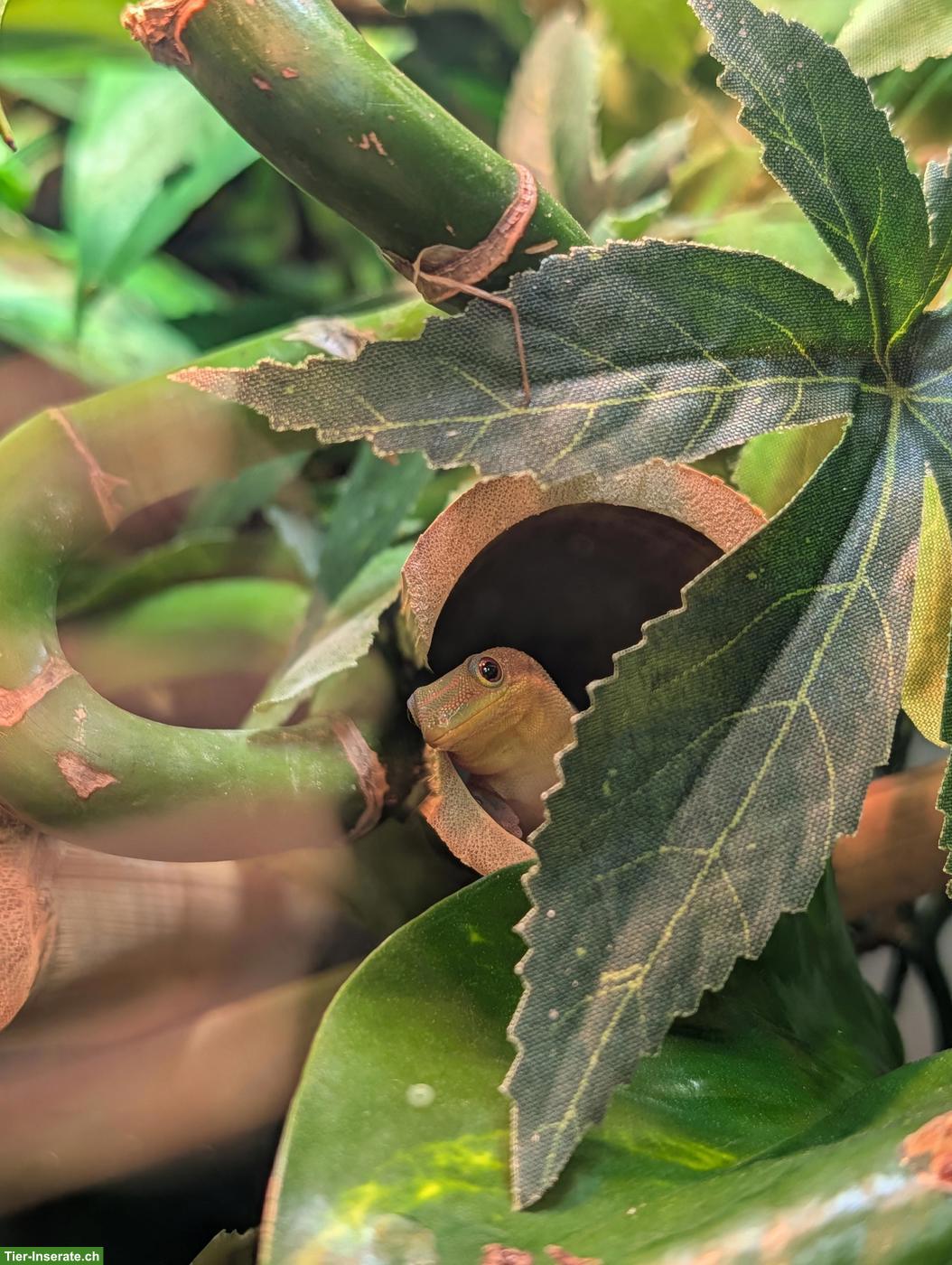 Bild 3: Goldstaub-Taggeckos (Phelsuma laticauda angularis) Nachzuchten