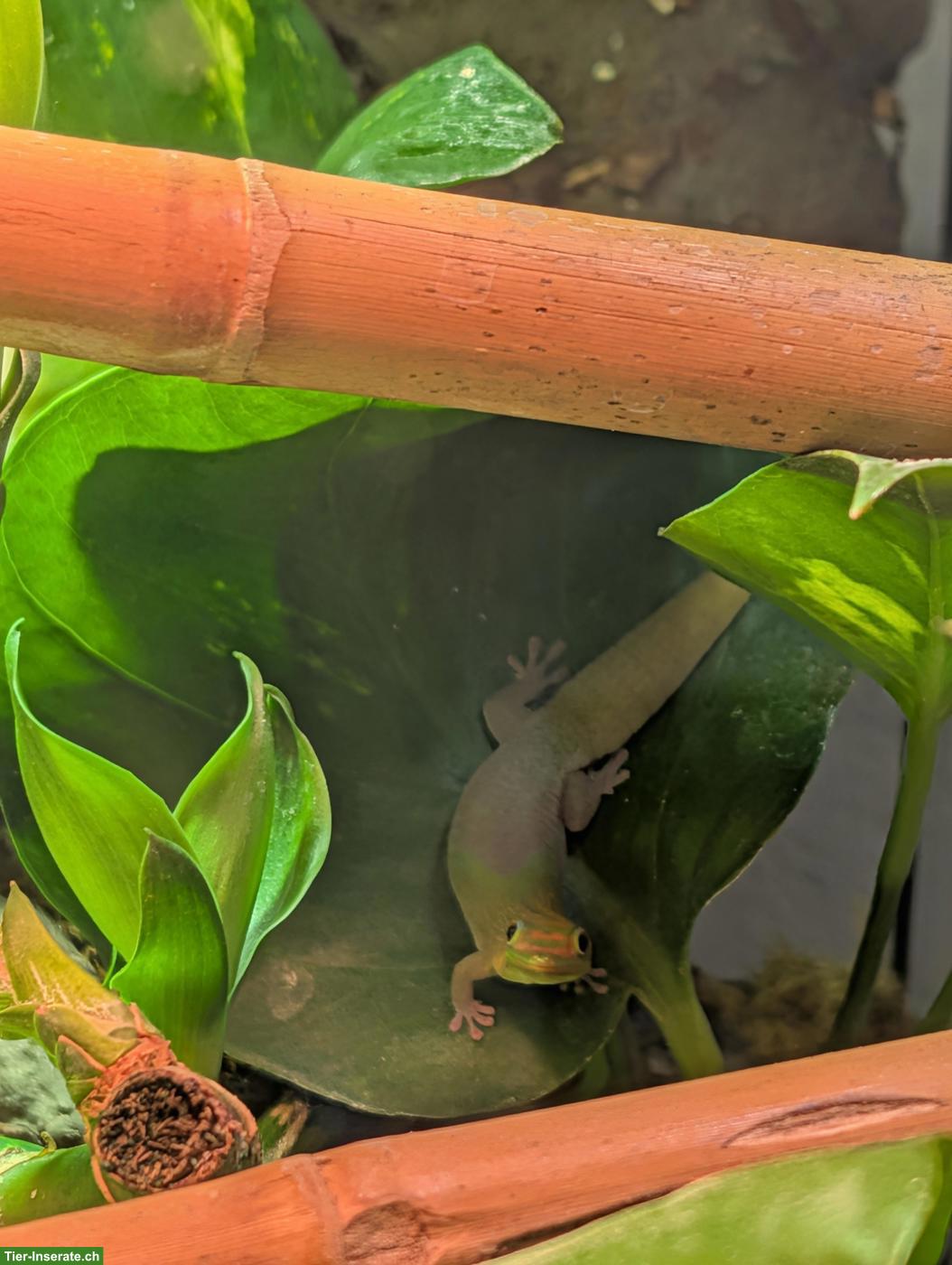 Bild 4: Goldstaub-Taggeckos (Phelsuma laticauda angularis) Nachzuchten
