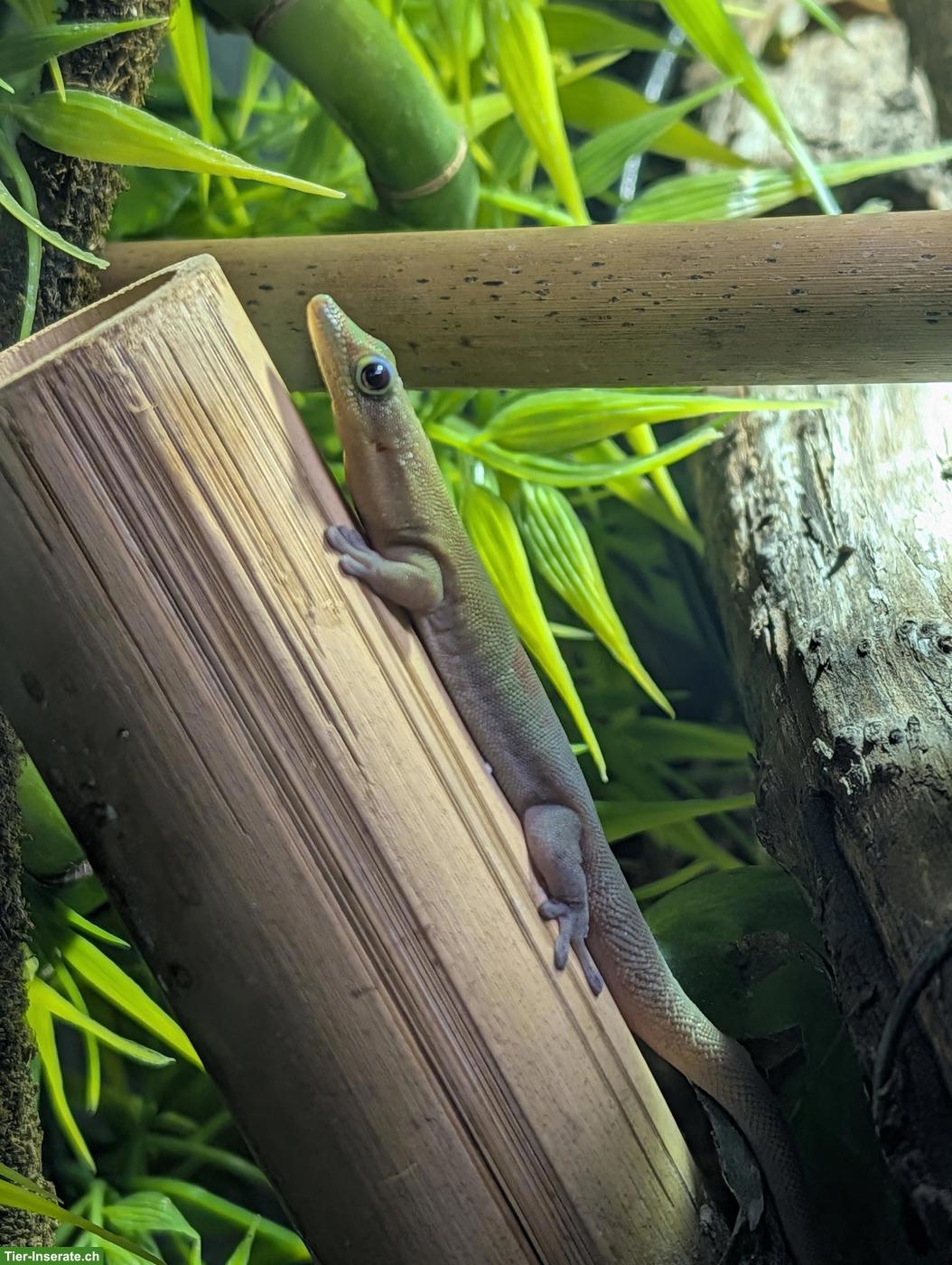 Bild 5: Goldstaub-Taggeckos (Phelsuma laticauda angularis) Nachzuchten