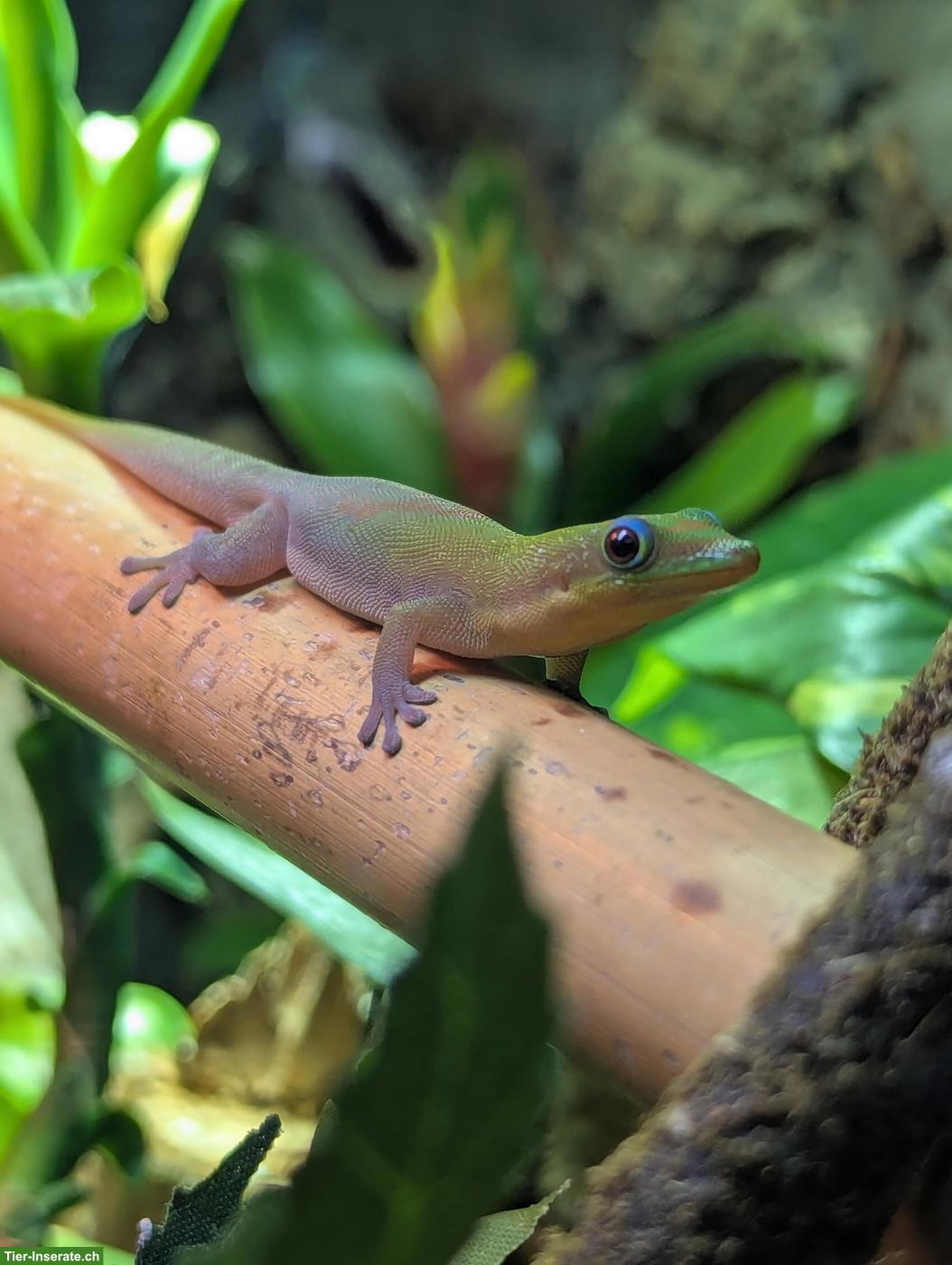 Bild 6: Goldstaub-Taggeckos (Phelsuma laticauda angularis) Nachzuchten