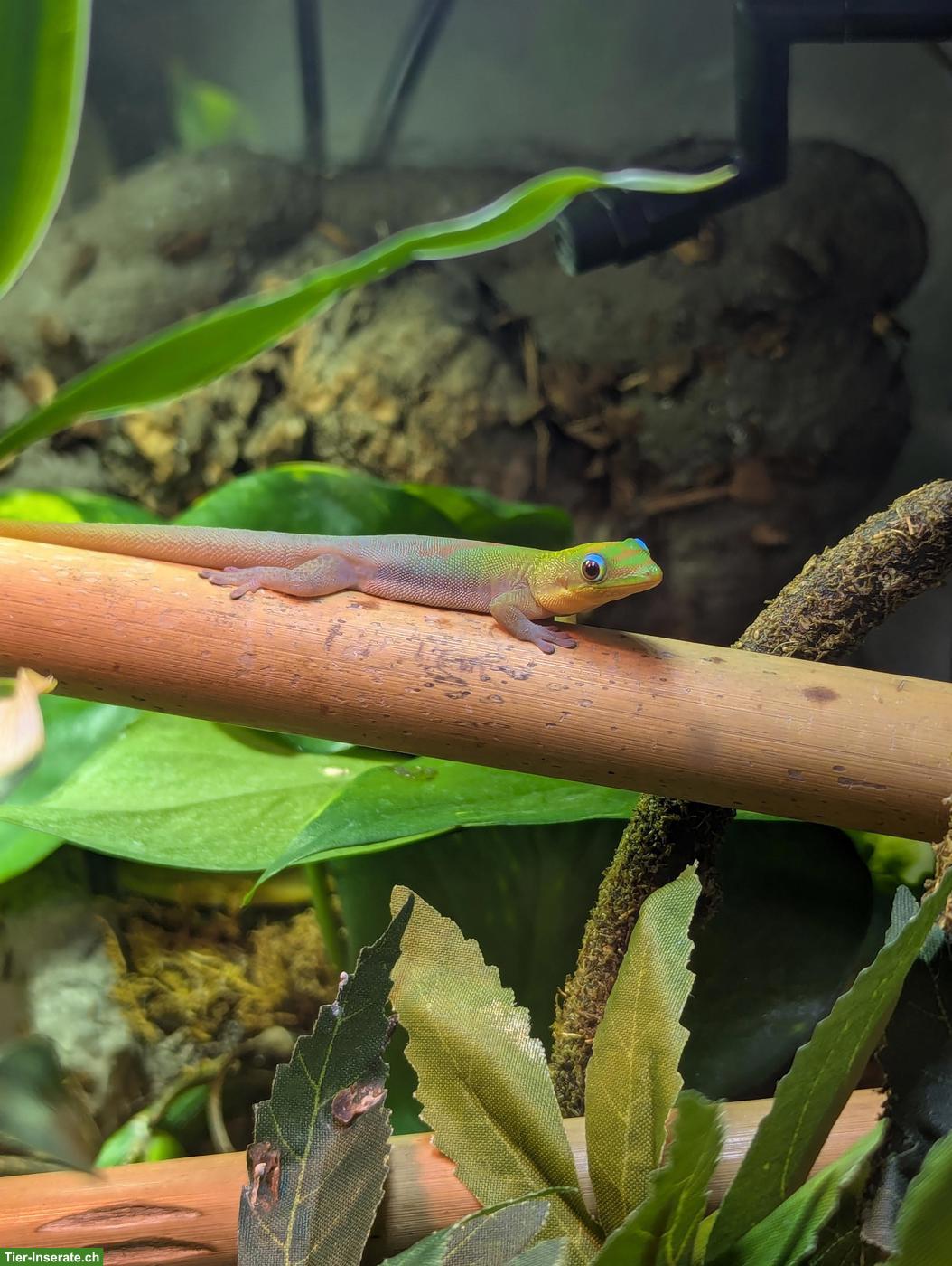 Bild 7: Goldstaub-Taggeckos (Phelsuma laticauda angularis) Nachzuchten