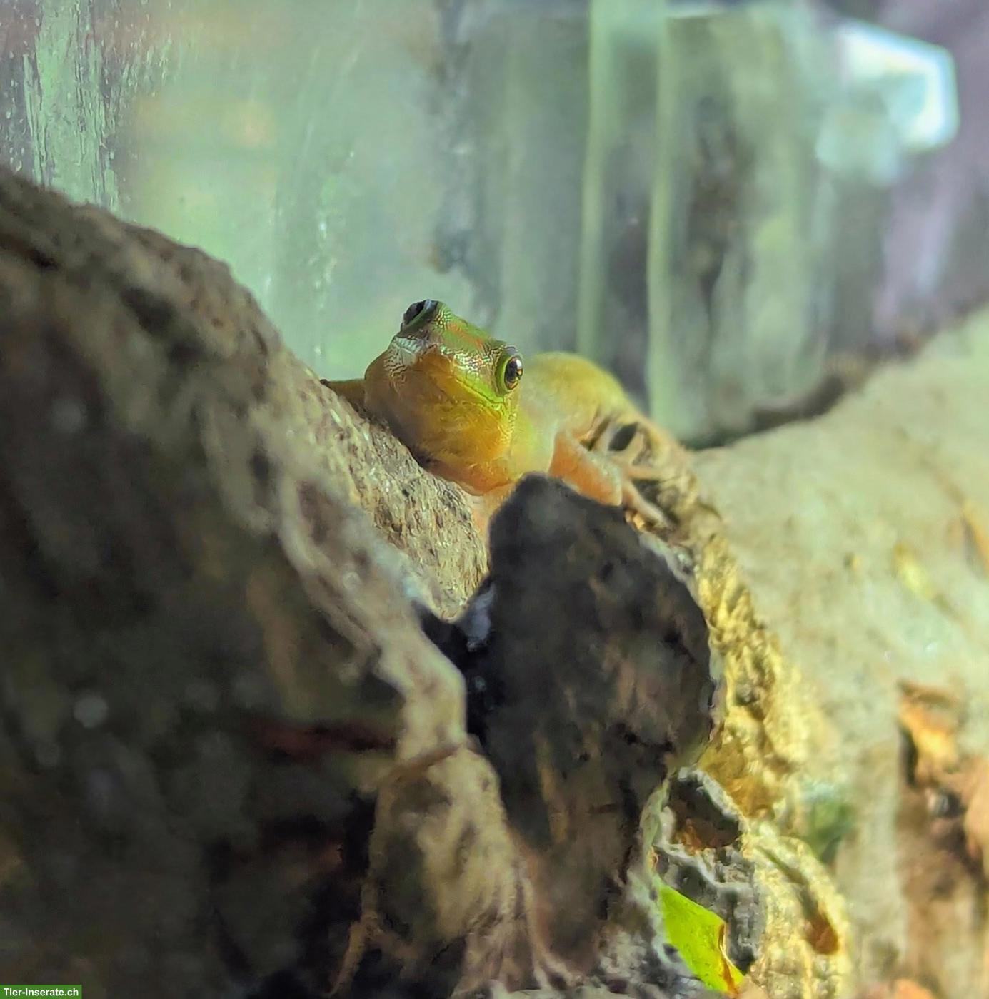 Bild 8: Goldstaub-Taggeckos (Phelsuma laticauda angularis) Nachzuchten