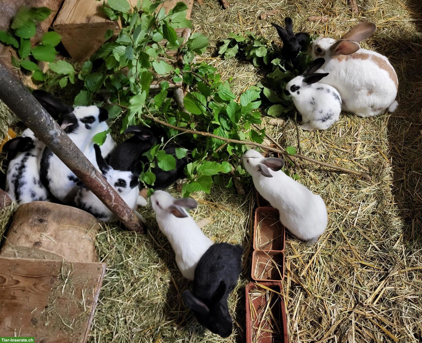 Junge Kaninchen (mittelgross) zu verkaufen