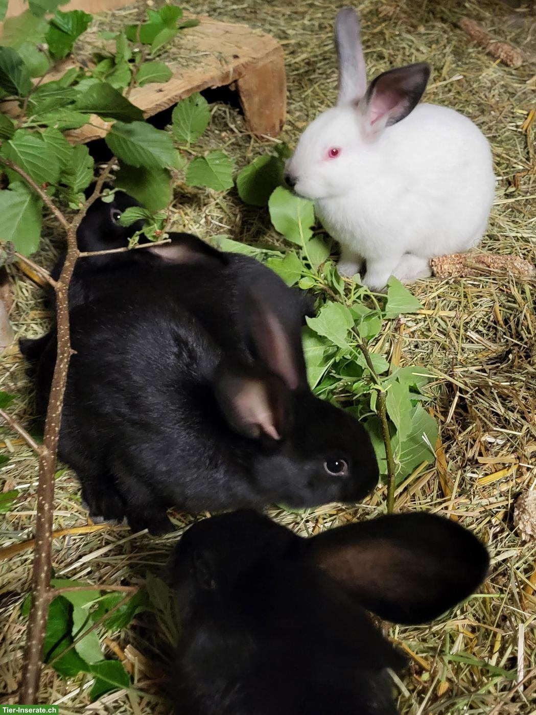 Bild 2: Junge Kaninchen (mittelgross) zu verkaufen