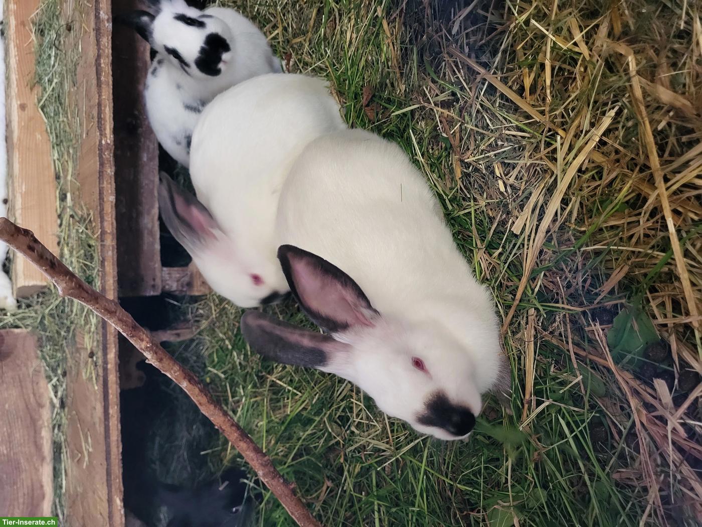 Bild 3: Junge Kaninchen (mittelgross) zu verkaufen