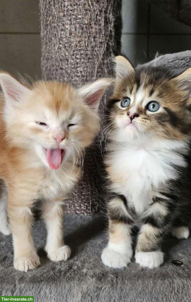 Wunderschöne Maine Coon Kitten / Adorables chatons Maine Coon