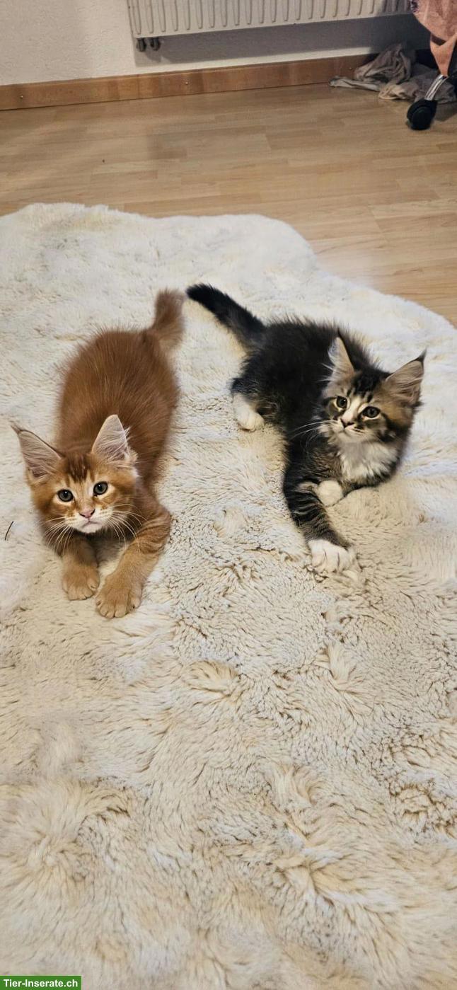 Bild 10: Maine Coon Kitten / Adorables chatons Maine Coon