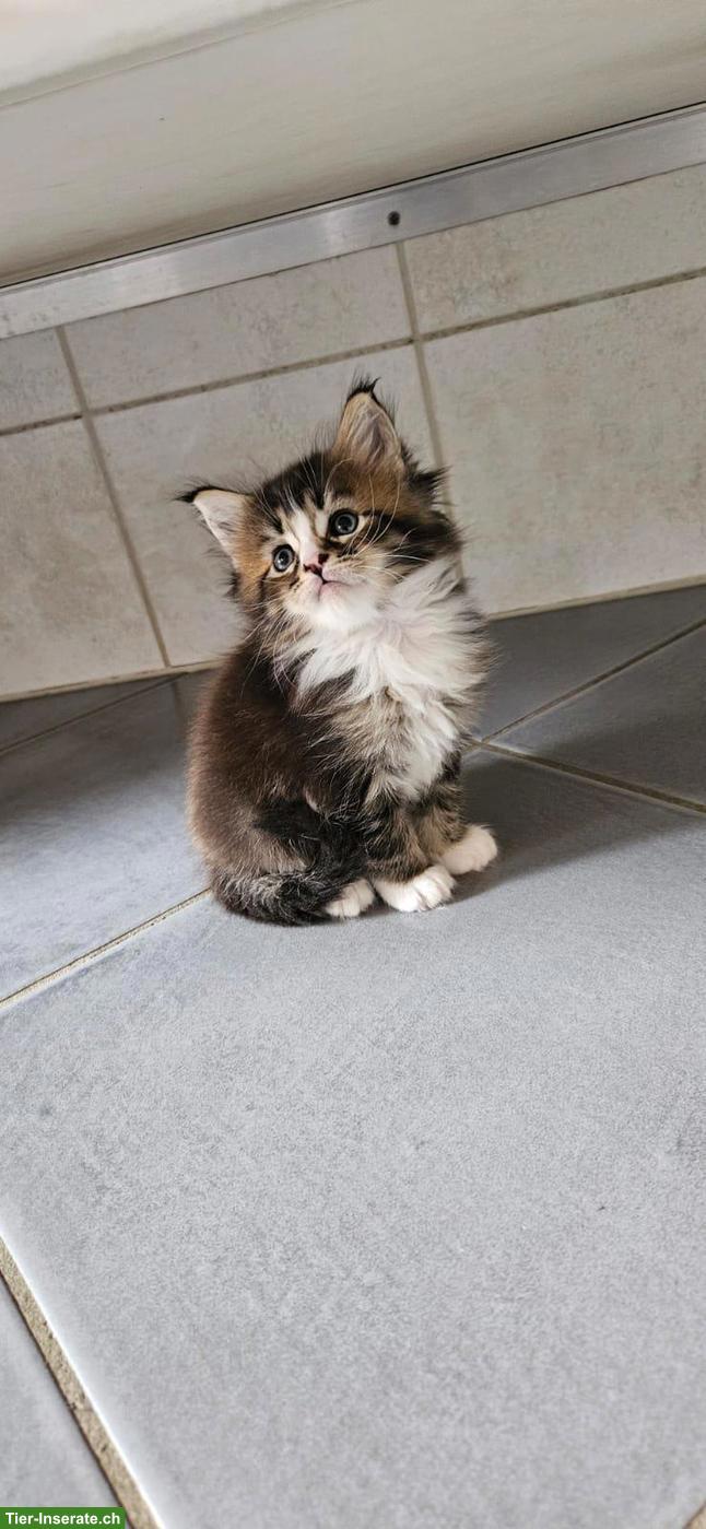 Bild 2: Wunderschöne Maine Coon Kitten / Adorables chatons Maine Coon