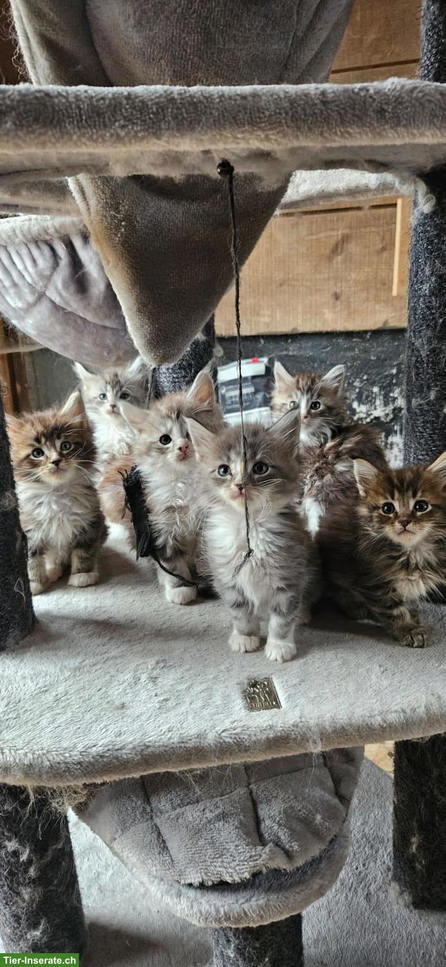 Bild 3: Wunderschöne Maine Coon Kitten / Adorables chatons Maine Coon
