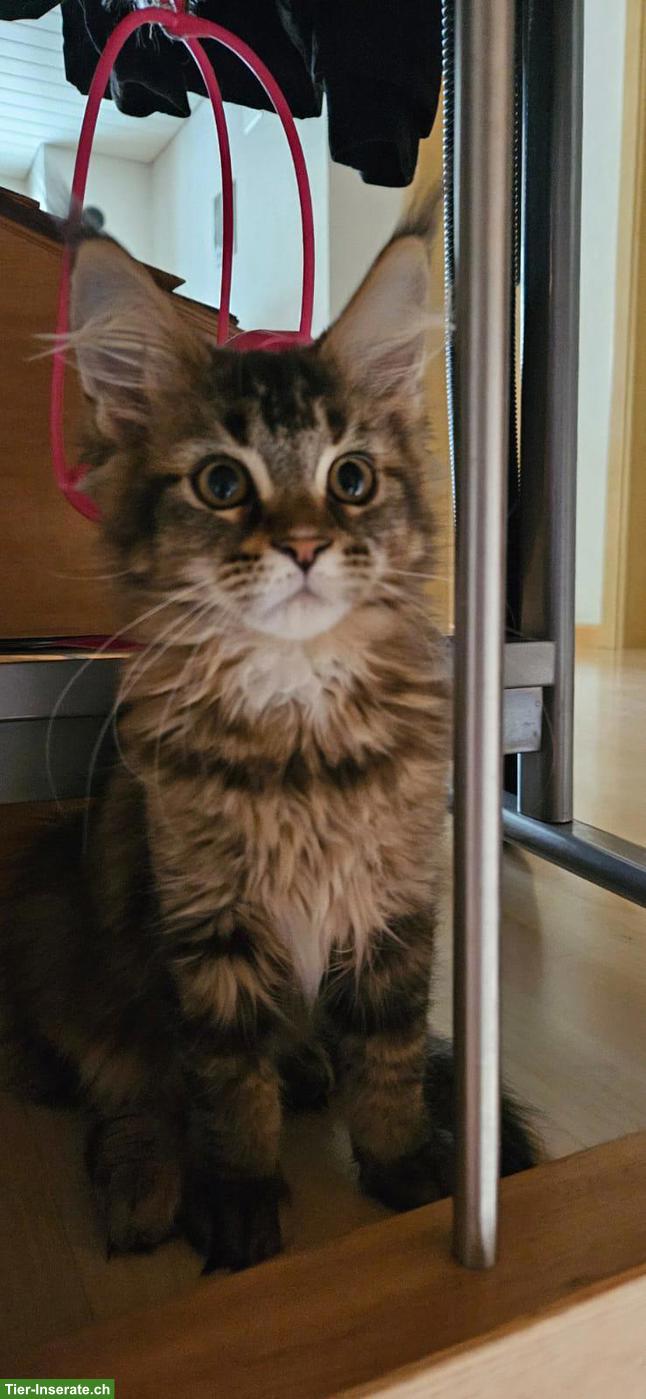 Bild 4: Wunderschöne Maine Coon Kitten / Adorables chatons Maine Coon