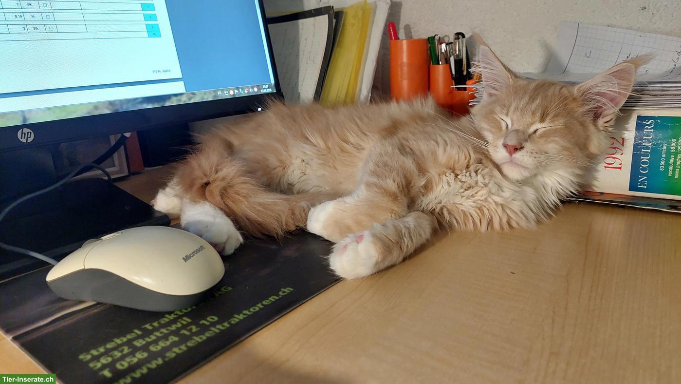 Bild 5: Wunderschöne Maine Coon Kitten / Adorables chatons Maine Coon