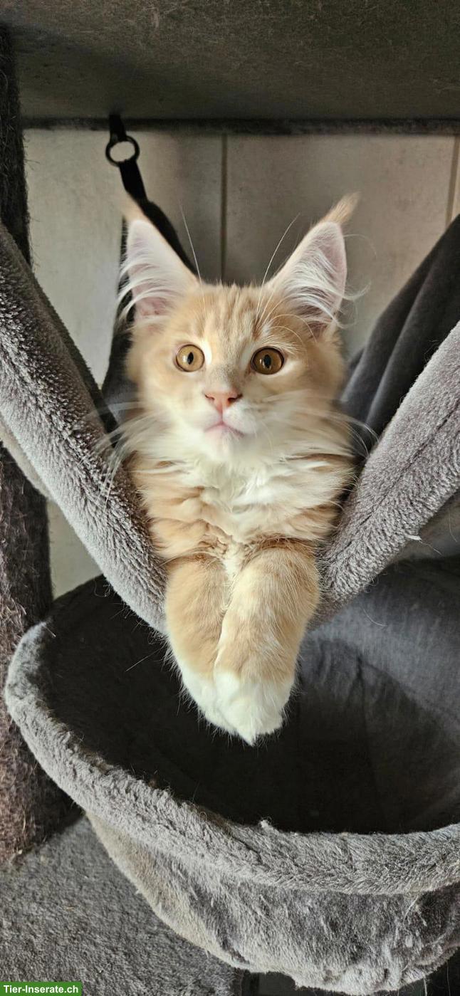 Bild 6: Wunderschöne Maine Coon Kitten / Adorables chatons Maine Coon