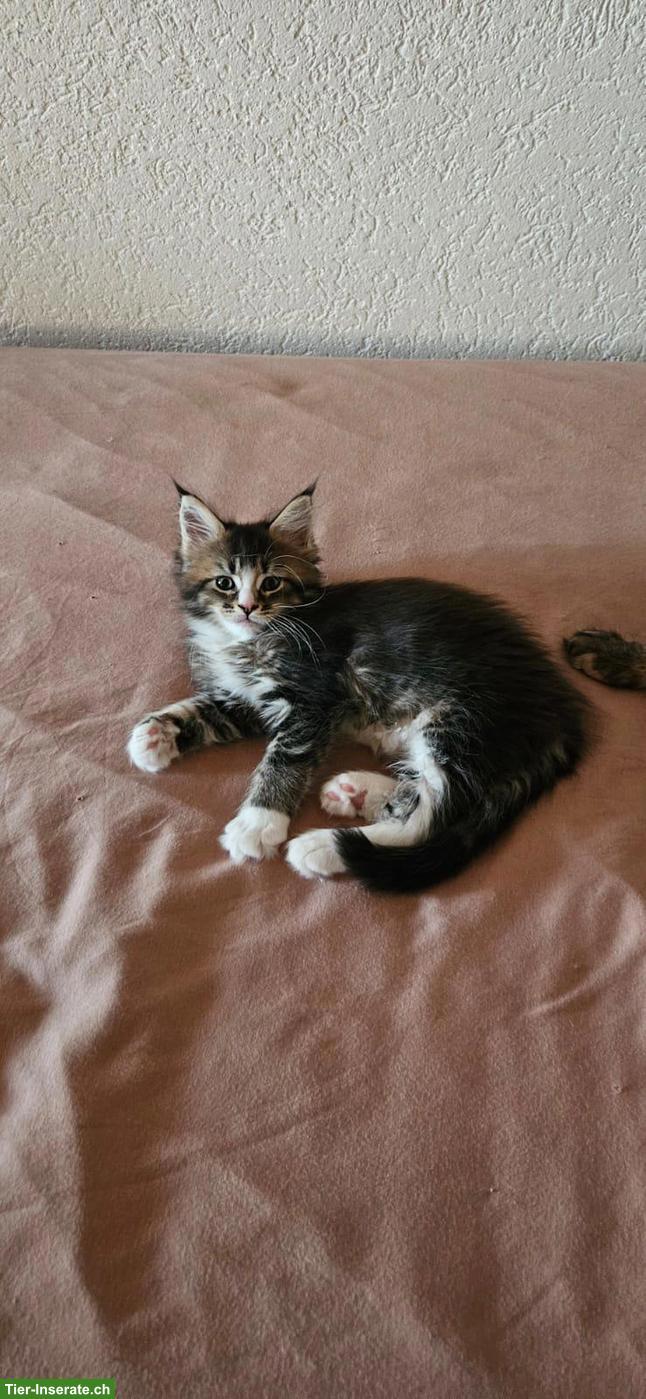 Bild 7: Maine Coon Kitten / Adorables chatons Maine Coon