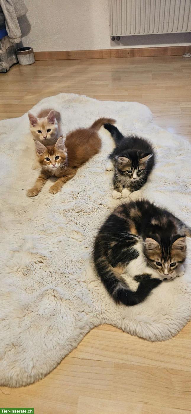 Bild 8: Maine Coon Kitten / Adorables chatons Maine Coon